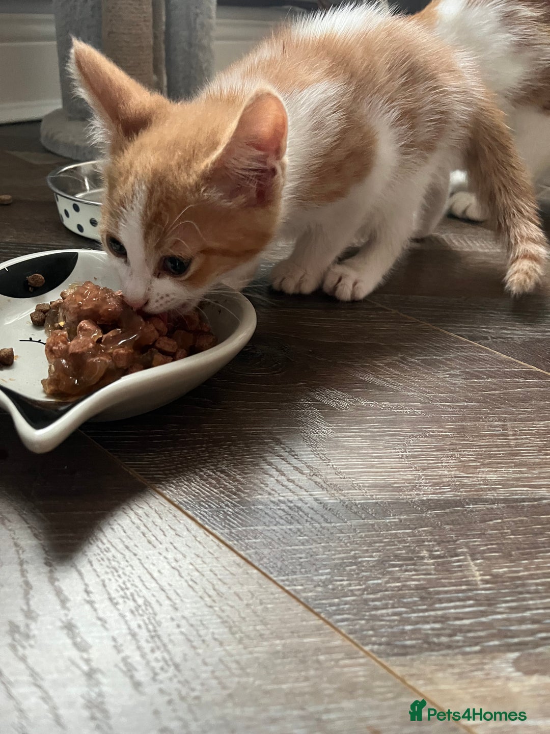British Shorthair cats for sale: LAST KITTEN REMAINING READY TO GO!  - Image 8
