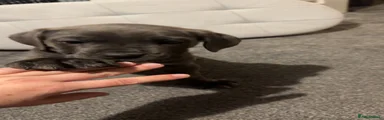 Cane Corso 2