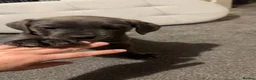 Cane Corso dogs for sale: cane corso puppies  in Leeds - Advert 14