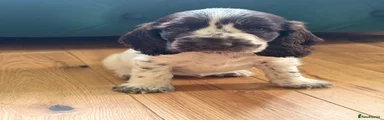 Cocker Spaniel 5