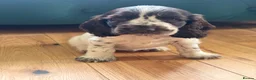 Cocker Spaniel dogs for sale: Show cocker spaniels  - Advert 14