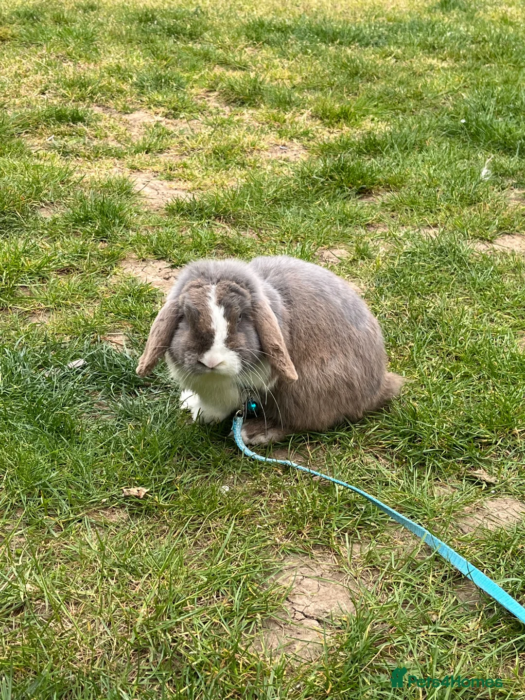 Mixed Breed rabbits for sale: roger the lop in Slough - Advert 2