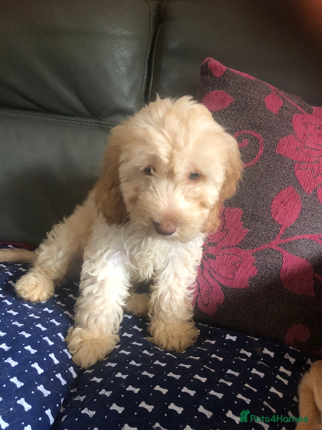 Cockapoo dogs for sale: Fully vac’d Dna health tested clear Cockapoo’s  - Image 13