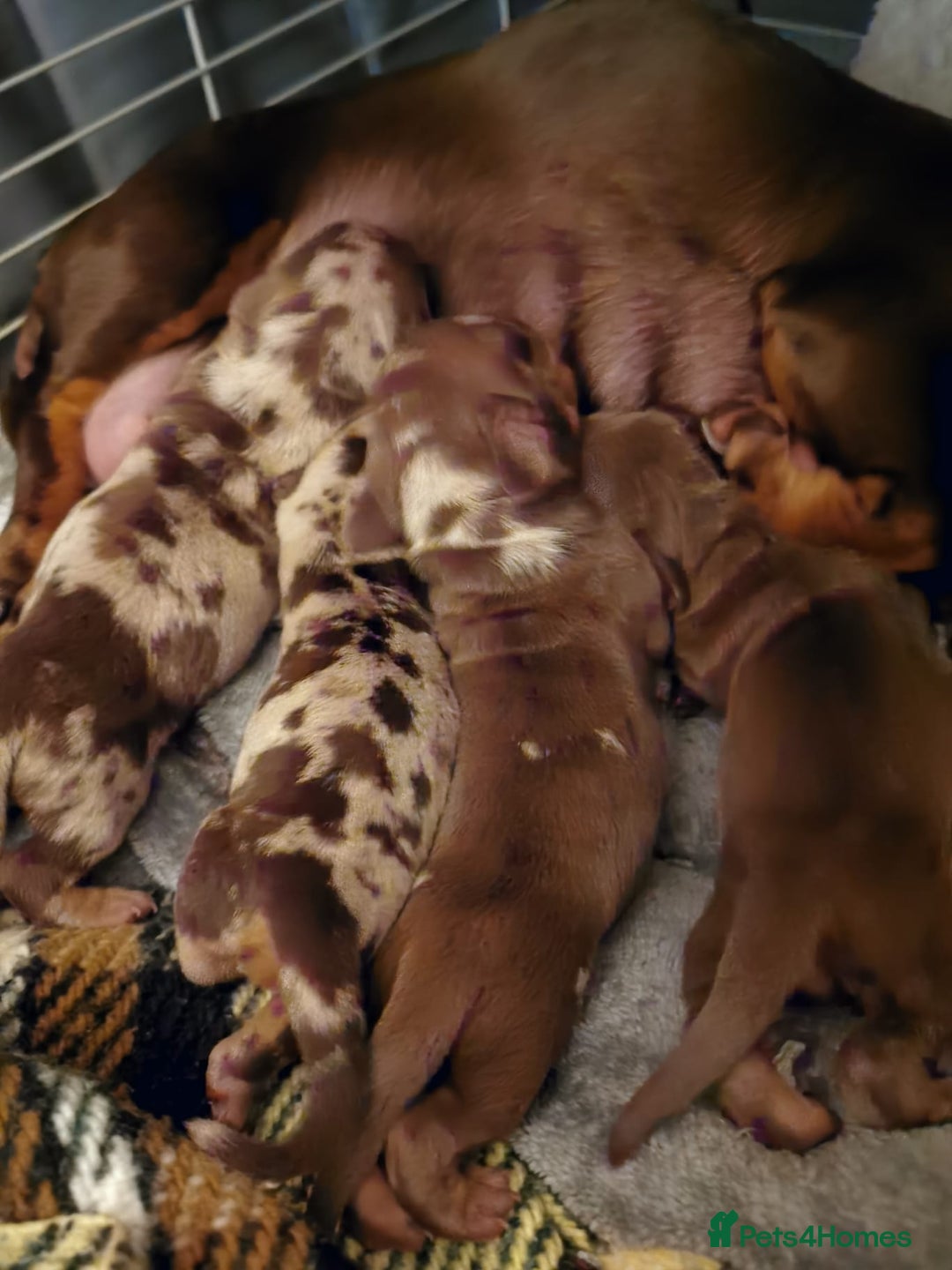 Miniature Dachshund dogs for sale: Beautiful mini dachshund boys 🐾 - Advert 10