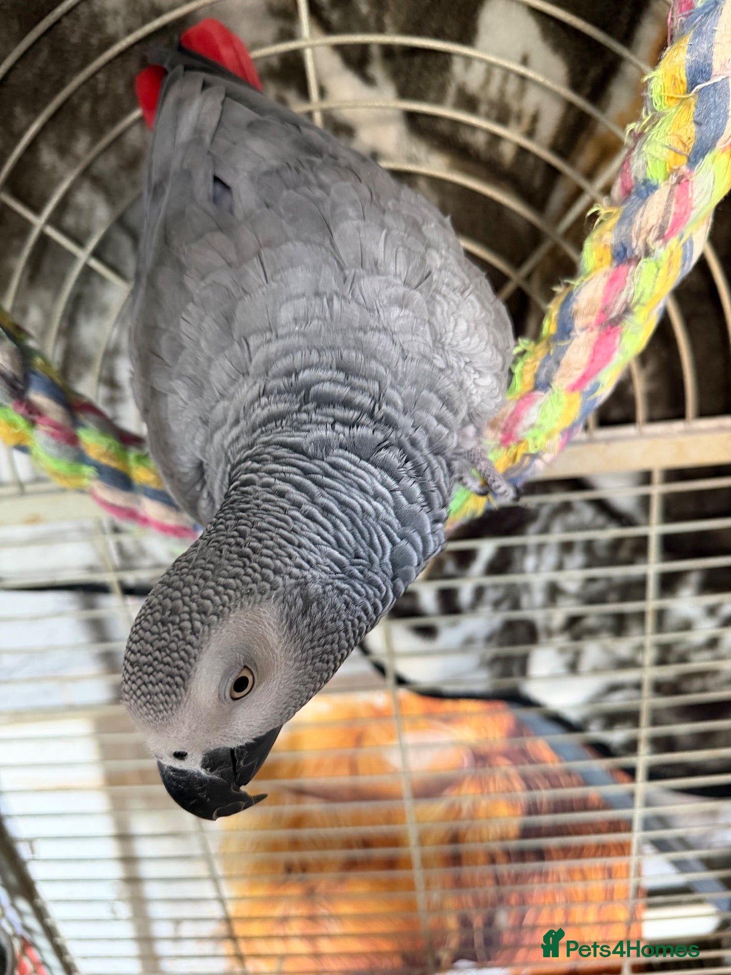 Parrots birds Cage for sale with African grey  - Advert 23