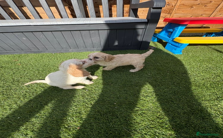 Mixed Breed dogs - Advert 2