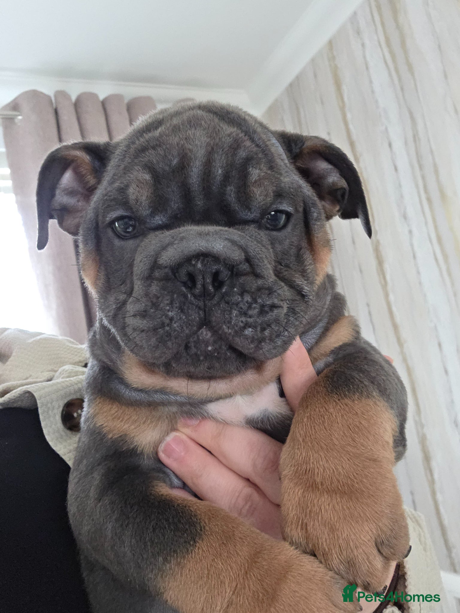 English Bulldog dogs british bulldog pups ready now  - Advert 1