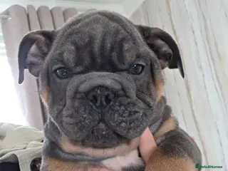 English Bulldog dogs british bulldog pups ready now - Advert 1