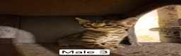 Mixed Breed cats for sale: Mix Bengal Bombay - Advert 6