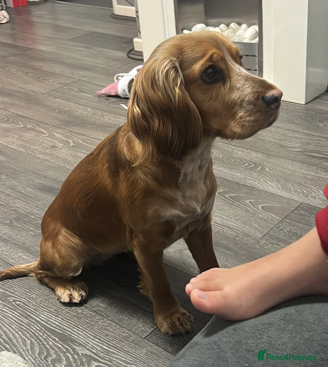 Cockapoo dogs for sale: 🐾 Adorable Cockerpoo Puppies for Sale, F1 - Advert 1