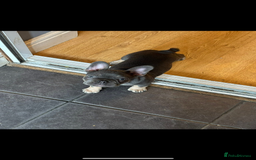 French Bulldog dogs for sale: Female frenchie  - Image 2