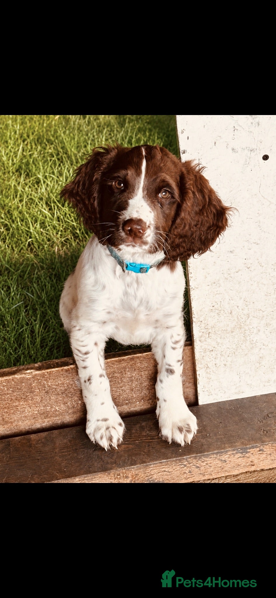 English Springer Spaniel dogs springer spaniels 3 left  - Advert 5