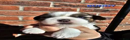 Shih Tzu dogs for sale:  💞 PURE STANDARD SHIH TZU 💕 - Advert 30