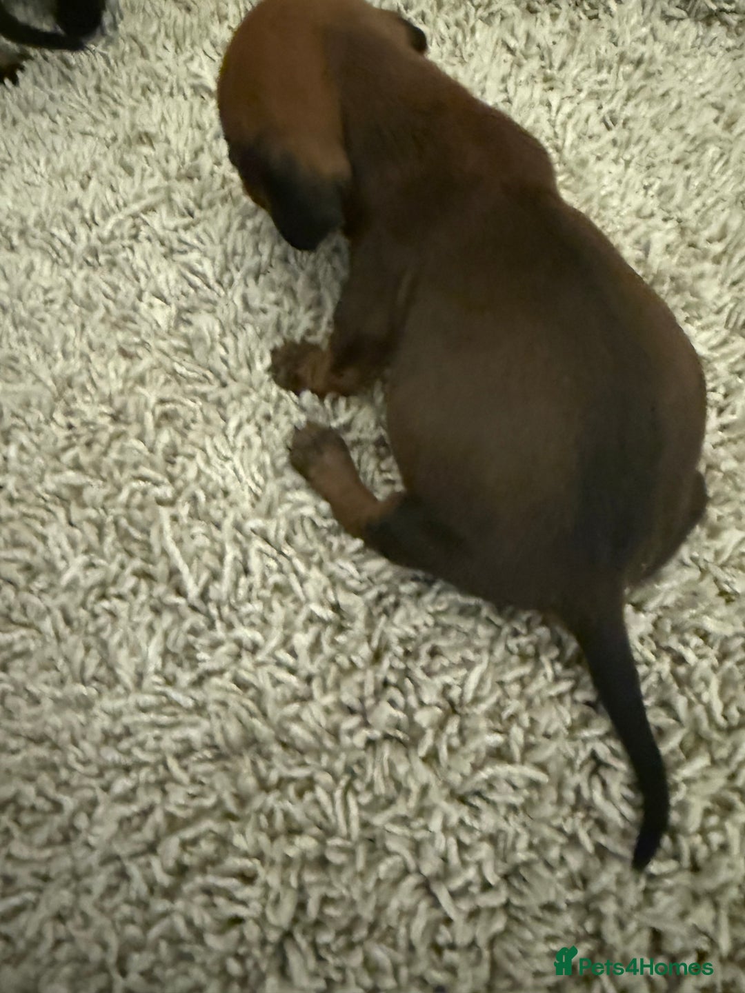 Mixed Breed dogs for sale: Dachshund puppies seven  - Advert 10