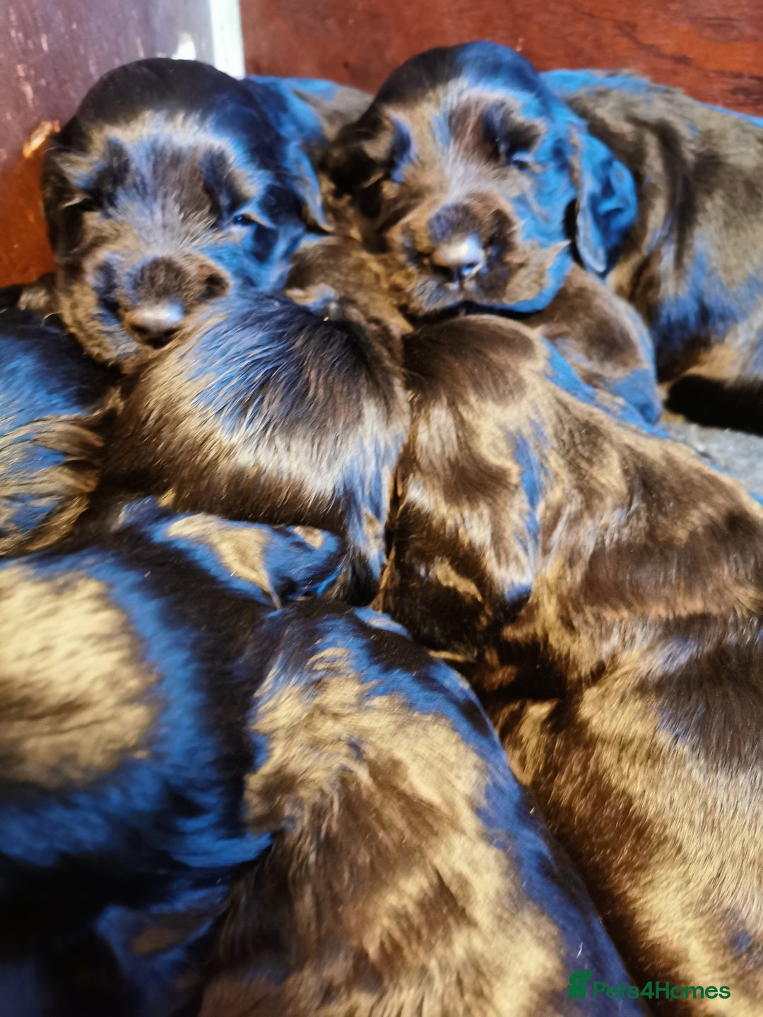 Cocker Spaniel dogs for sale: Adorable Cocker Spaniels  - Image 10