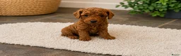 Miniature Poodle dogs for sale: Miniature poodles for sale (Red) in Hull - Advert 4