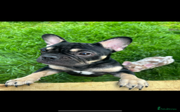 French Bulldog dogs for sale: 5* beautiful French bulldogs left ready to go 🏡 - Image 18