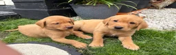 Labrador Retriever dogs for sale: KC registered. Ready to leave 3rd August 2026   - Advert 5