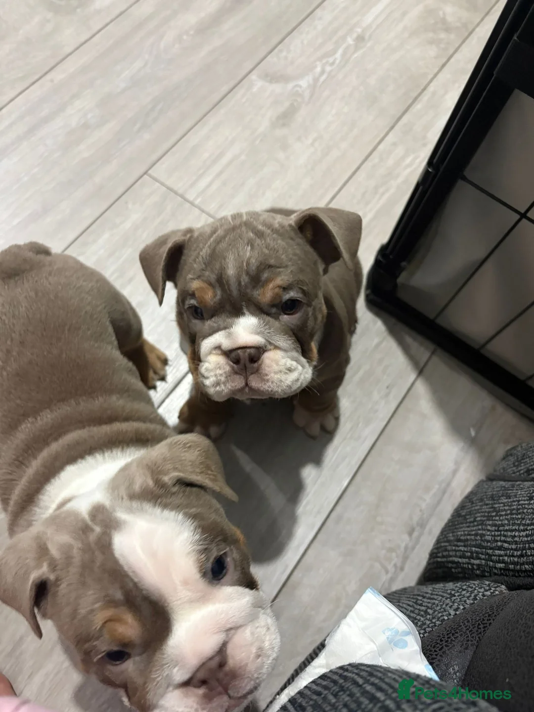 English Bulldog dogs for sale: English Bulldog puppies  - Advert 4