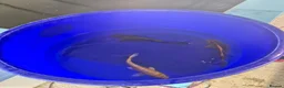Koi Carp fish for sale: Koi carp and goldfish 🐠  in Rayleigh - Advert 8