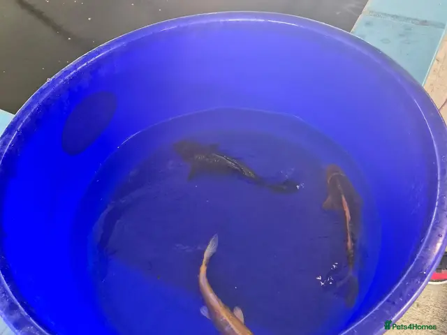 Koi Carp fish for sale: Koi carp and goldfish 🐠 - Advert 2