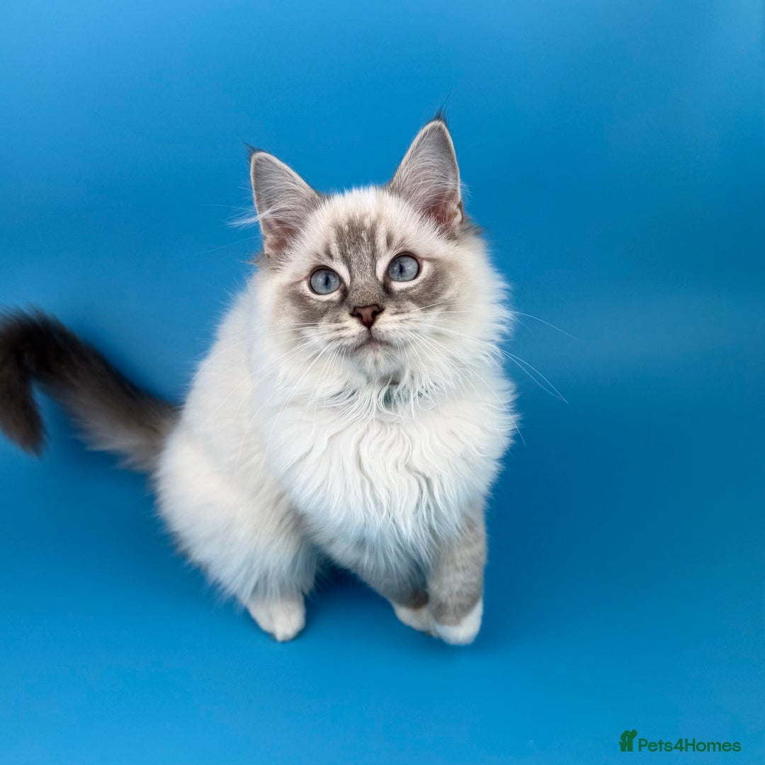 Ragdoll cats for sale: 💙 STUNNING GCCF GRCH SIRED RAGDOLL KITTENS 💙 - Advert 30