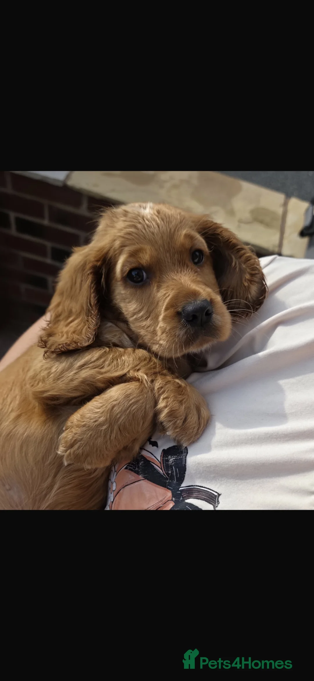 Cocker Spaniel dogs for sale: Golden Cocker Spaniel Pups  - Advert 27