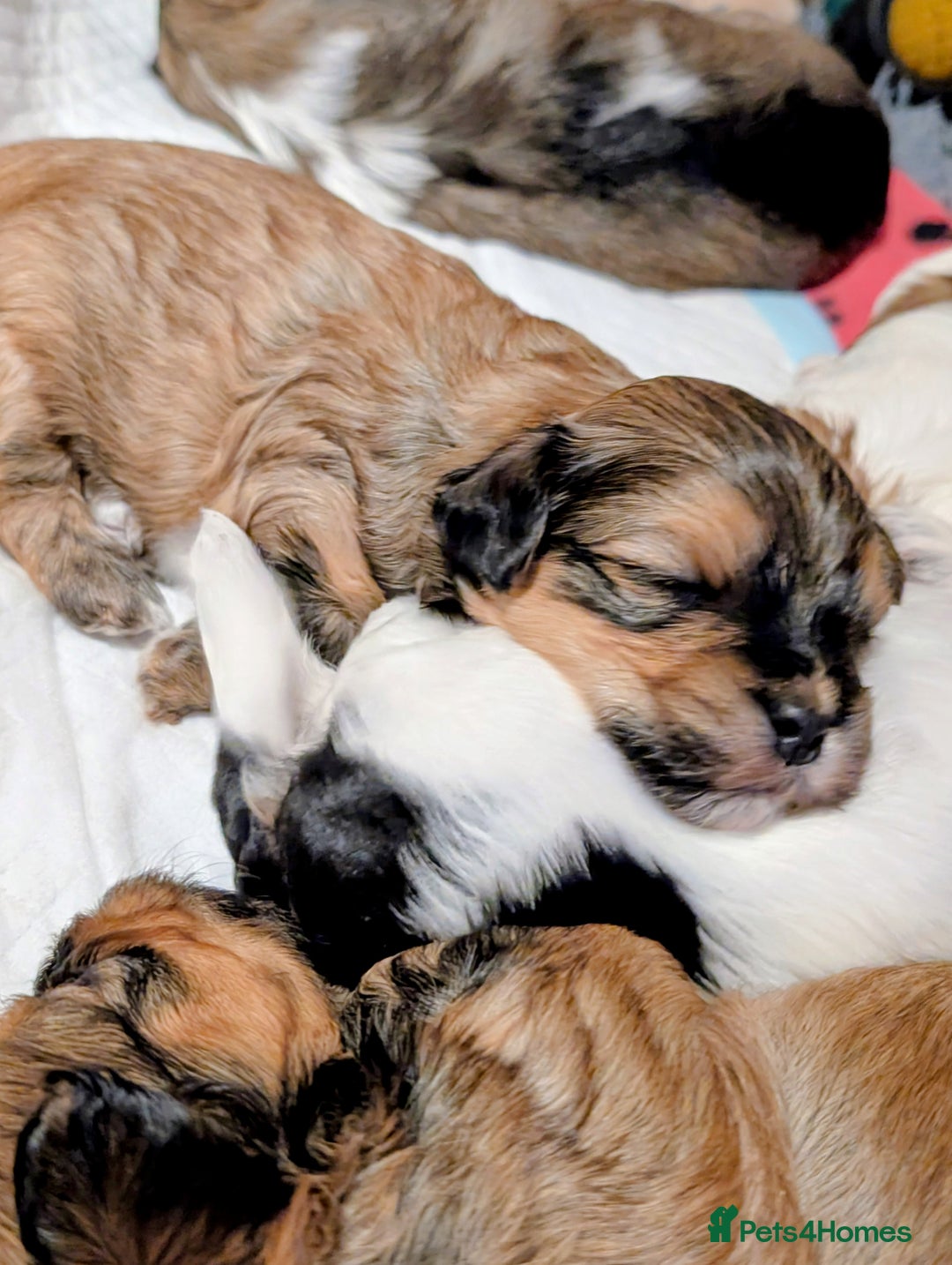 Havanese dogs for sale: Stunning House reared pure bred Havanese Babies  - Advert 7