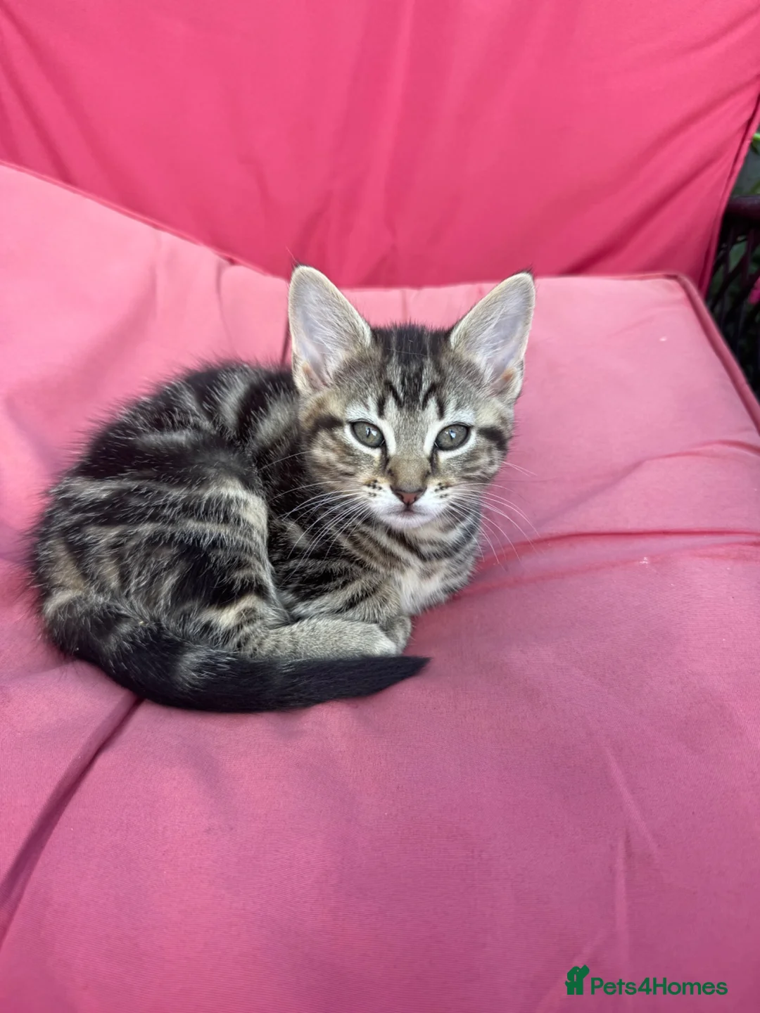 Mixed Breed cats for sale: Adorable kittens 2 males 2 females - Advert 2