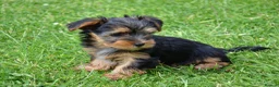 Yorkshire Terrier dogs for sale: Purebred Yorkshire Terrier Puppies Vaccinated  - Advert 9