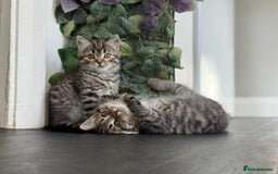 Persian cats for sale: 3 Stunning Female Kittens for Sale  - Image 17