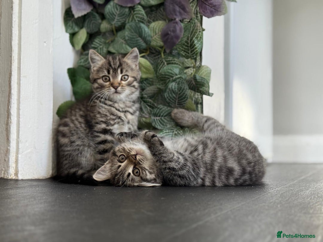 Persian cats for sale: 3 Stunning Female Kittens for Sale  - Image 17