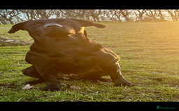Labrador Retriever dogs for sale: Beautiful chunky litter of black pups  - Advert 5