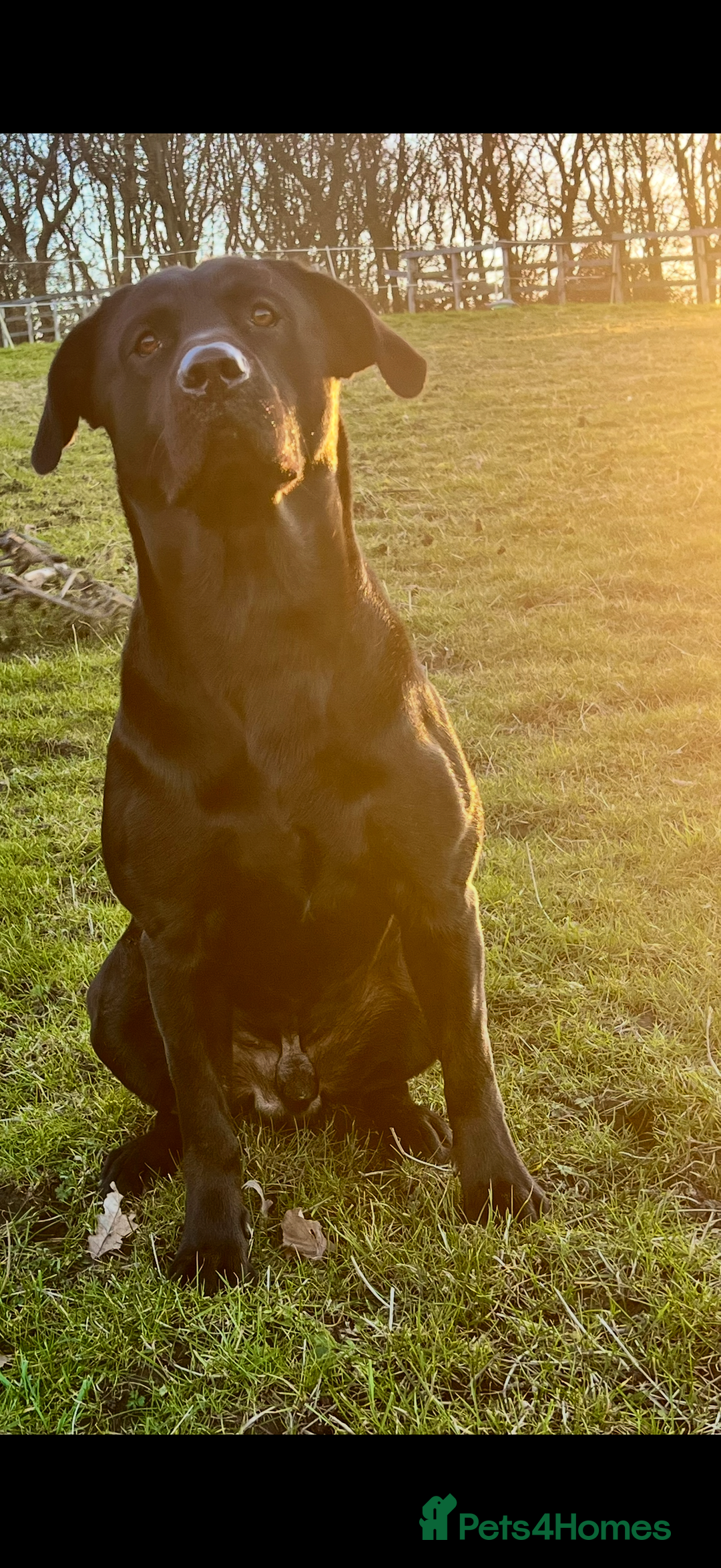 Labrador Retriever dogs for sale: Beautiful chunky litter of black pups  - Advert 5