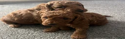Cavapoo dogs for sale: Beautiful Cavapoo puppies ready for Half Term! - Advert 8