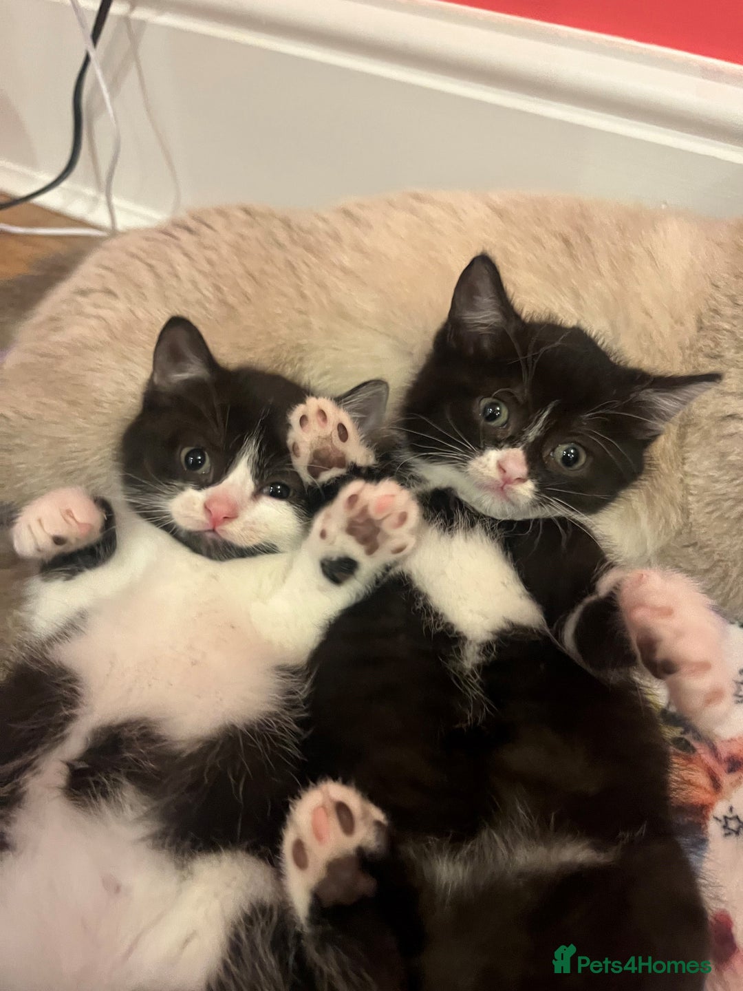 British Shorthair cats for sale: British shorthair X kittens - Image 2