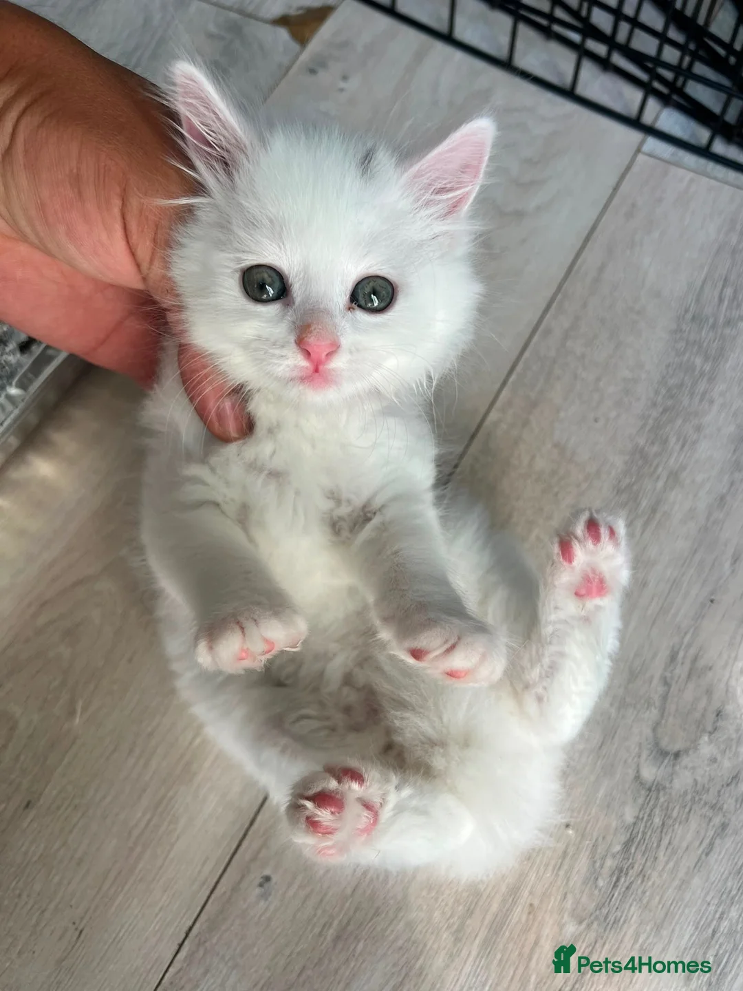 Maine Coon cats for sale: One female left in London - Advert 2