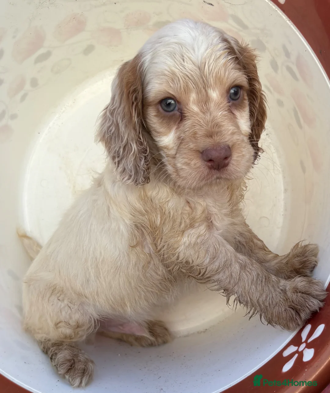 Cocker Spaniel dogs for sale: Beautiful cocker spaniel puppies  in York - Advert 2