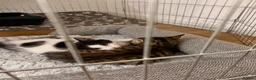 British Shorthair cats for sale: EXTRA SPECIAL HOME NEEDED price is for pair - Advert 7