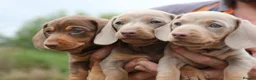 Miniature Dachshund dogs for sale: KC Registered Miniature Dachshund Puppies in Dungannon - Advert 1