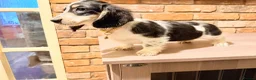 Miniature Dachshund dogs for sale: Forever Home Wanted - Advert 2