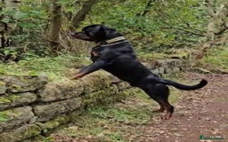 Rottweiler dogs for stud: Onex de Tierra Ibera now available for stud in Newark - Image 9