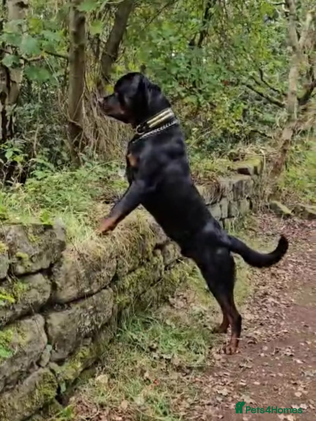 Rottweiler dogs for stud: Onex de Tierra Ibera now available for stud in Newark - Image 9