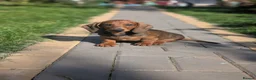 Dachshund dogs for sale: Champion Bloodline Standard Dachshund - Advert 12