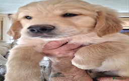 Golden Retriever dogs for sale: Golden Retreiver Puppies  - Image 17