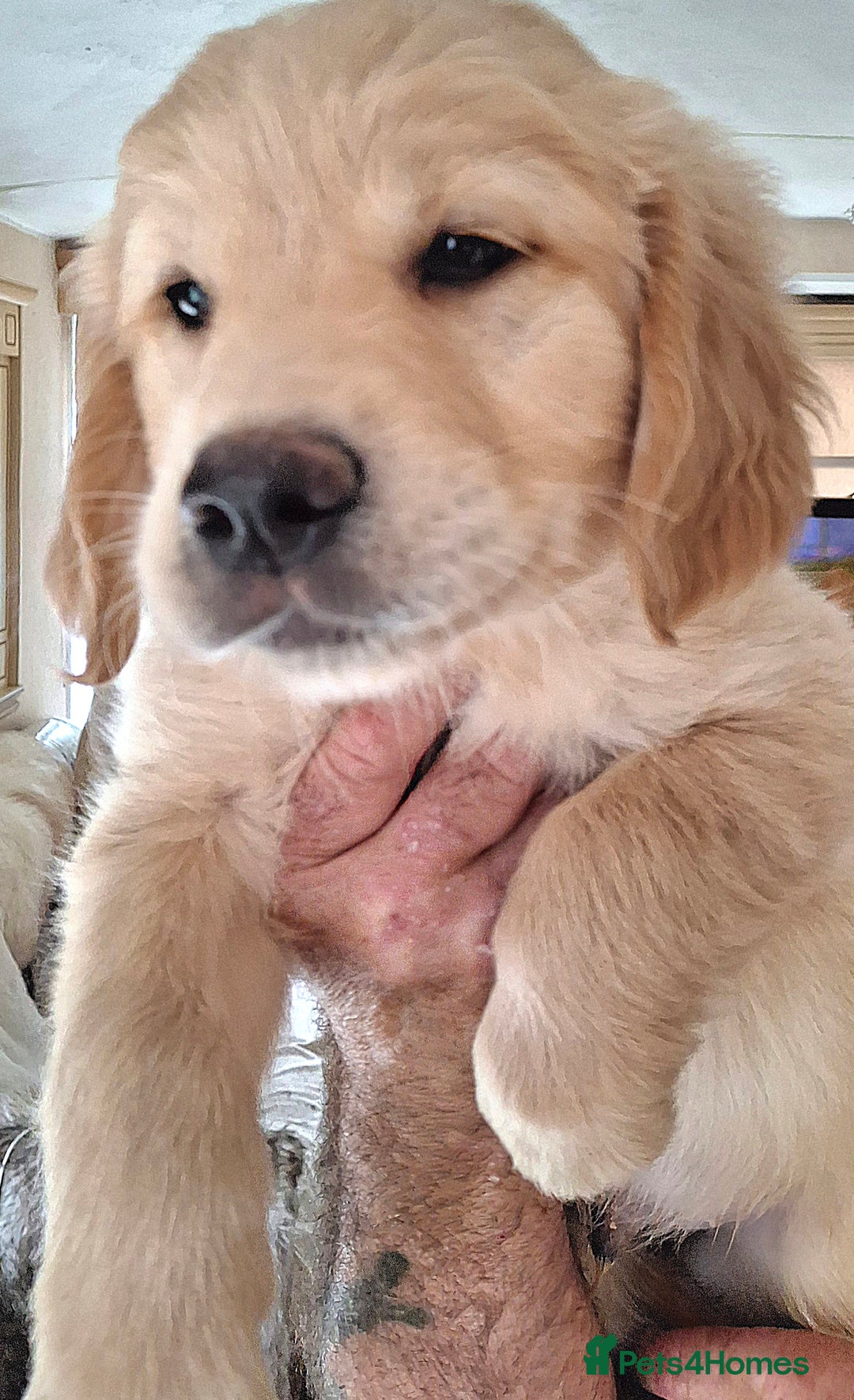 Golden Retriever dogs for sale: Golden Retreiver Puppies  - Image 17