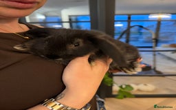 French Lop rabbits for sale: Giant French Lop Buck Kid - Image 3