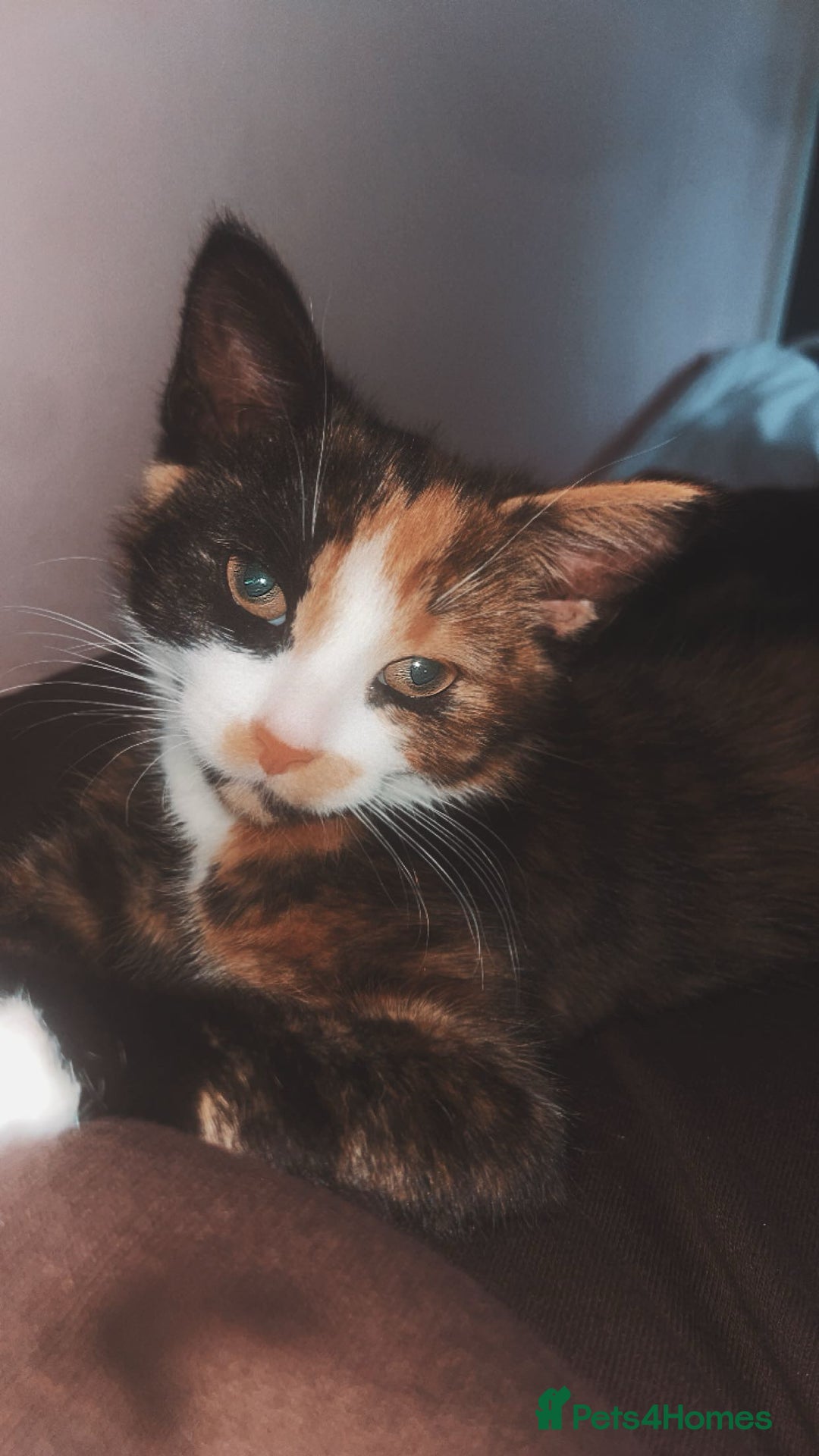 Mixed Breed cats for sale: I have 6 beautiful kittens  - Image 7