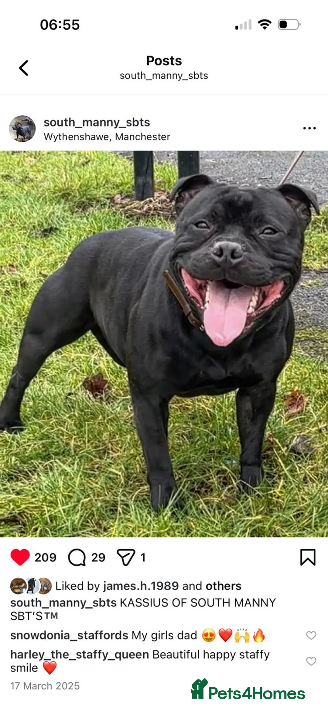 Staffordshire Bull Terrier dogs for sale: Kassius Staffordshire bull terrier pups for sale  in Middlesbrough - Advert 2