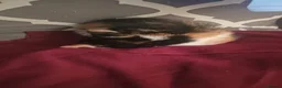Mixed Breed cats for sale: 3 gorgeous kittens  - Advert 10